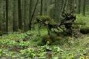 Carpathian NNP. Draped Forest Monster, Ivano-Frankivsk Region, National Natural Parks 
