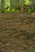 Carpathian NNP. Root blind area of ??the forest trail, Ivano-Frankivsk Region, National Natural Parks 