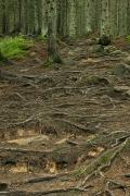 Carpathian NNP. Consequences of a flat wash, Ivano-Frankivsk Region, National Natural Parks 