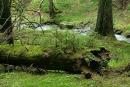 Carpathian NNP. Tired of life tree, Ivano-Frankivsk Region, National Natural Parks 