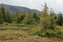 Carpathian NNP. Spring Mountain Glade, Ivano-Frankivsk Region, National Natural Parks 