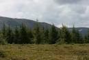 Carpathian NNP. Yelnik filling mountain glade, Ivano-Frankivsk Region, National Natural Parks 