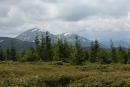 Carpathian NNP. Young spruce support mountain peaks, Ivano-Frankivsk Region, National Natural Parks 