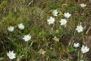 Carpathian NNP. Primroses changed edelweiss, Ivano-Frankivsk Region, National Natural Parks 