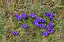 Carpathian NNP. Blue primrose, Ivano-Frankivsk Region, National Natural Parks 