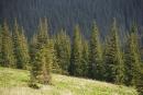 Carpathian NNP. Effective pyramid spruce forest, Ivano-Frankivsk Region, National Natural Parks 