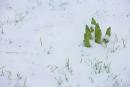 Carpathian NNP. Interseasonal natural standoff, Ivano-Frankivsk Region, National Natural Parks 