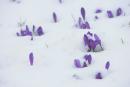 Карпатский НПП. Крокусы спасаются от снега, Ивано-Франковская область, Национальные природные парки 