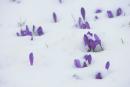 Carpathian NNP. Crocuses escape snow, Ivano-Frankivsk Region, National Natural Parks 