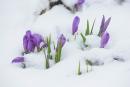 Carpathian NNP. Crocused with fresh snow, Ivano-Frankivsk Region, National Natural Parks 