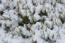 Carpathian NNP. Eternal struggle, Ivano-Frankivsk Region, National Natural Parks 