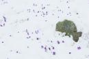 Carpathian NNP. Crocuses or fresh snow?, Ivano-Frankivsk Region, National Natural Parks 