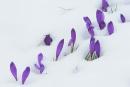 Carpathian NNP. Crocuses - saving vitality, Ivano-Frankivsk Region, National Natural Parks 