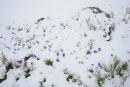 Carpathian NNP. Evolutionary standoff, Ivano-Frankivsk Region, National Natural Parks 