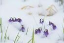 Carpathian NNP. The confrontation of primroses and weather, Ivano-Frankivsk Region, National Natural Parks 