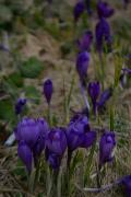 Chornohora. Crocuses on the shore of Lake Nesamovy, Ivano-Frankivsk Region, National Natural Parks 