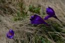 Chornohora. Saffron Music, Ivano-Frankivsk Region, National Natural Parks 