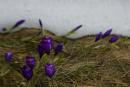 Chornohora. Crocuses come and drive away the snow cover., Ivano-Frankivsk Region, National Natural Parks 