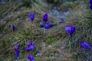 Chornohora. Crocuses (saffron) and frozen drops of water, Ivano-Frankivsk Region, National Natural Parks 
