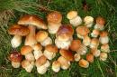 Pre-Carpathians. A scattering of white mushrooms, Ivano-Frankivsk Region, National Natural Parks 