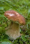 Pre-Carpathians. White mushroom, Ivano-Frankivsk Region, National Natural Parks 