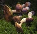 Pre-Carpathians. Boletus and large oil can, Ivano-Frankivsk Region, National Natural Parks 