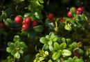 Pre-Carpathians. Lingonberry, Ivano-Frankivsk Region, National Natural Parks 