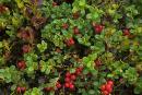 Pre-Carpathians. Evergreen cowberry thickets, Ivano-Frankivsk Region, National Natural Parks 