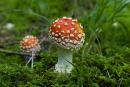 Pre-Carpathians. Amanita Couple, Ivano-Frankivsk Region, National Natural Parks 