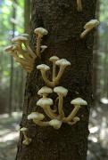 Pre-Carpathians. Honey agaric, Ivano-Frankivsk Region, National Natural Parks 