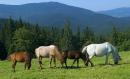 Pre-Carpathians. Horses on a mountain pasture, Ivano-Frankivsk Region, National Natural Parks 