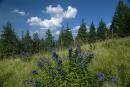 Pre-Carpathians. Floral heavenly messengers, Ivano-Frankivsk Region, National Natural Parks 