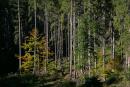 Yablunytskyi pass. Slender trunks of spruce forest, Ivano-Frankivsk Region, National Natural Parks 